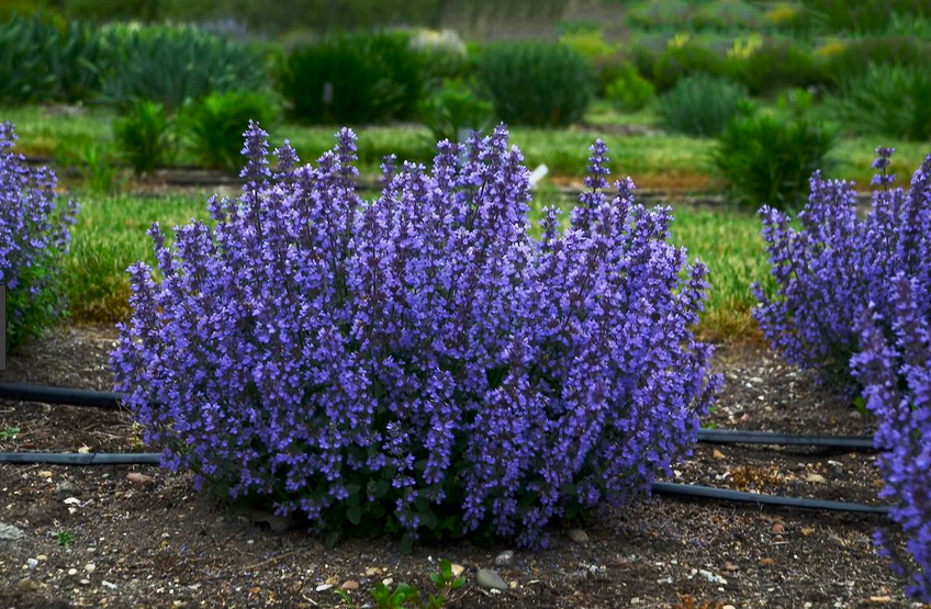 Schermata 2019-06-28 alle 12.30.34