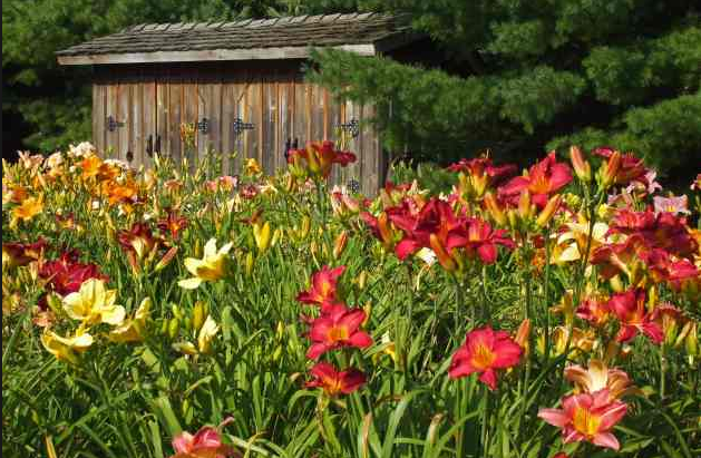 Siamo after fifty e&nbsp;perennial