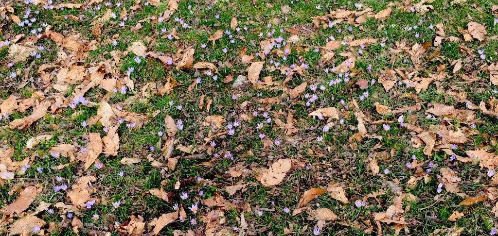 #pandemia fase 2. Camminare nel bosco con il sentore della&nbsp;primavera