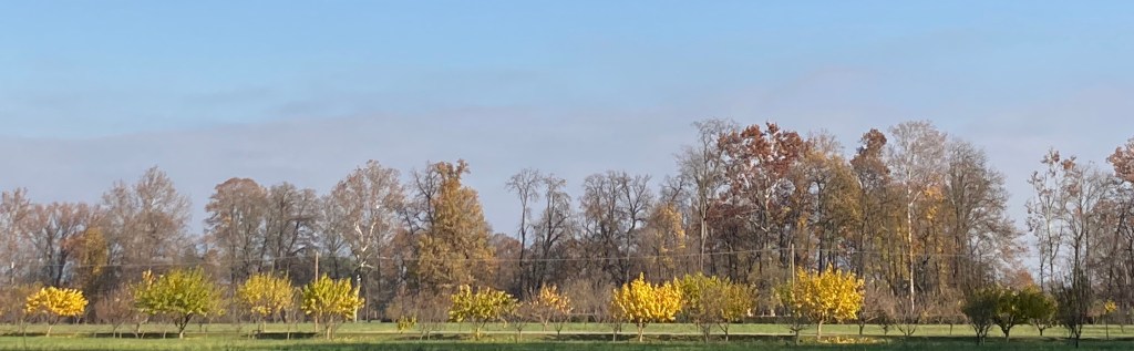Di foglie, libri, film e camminare nel&nbsp;parco