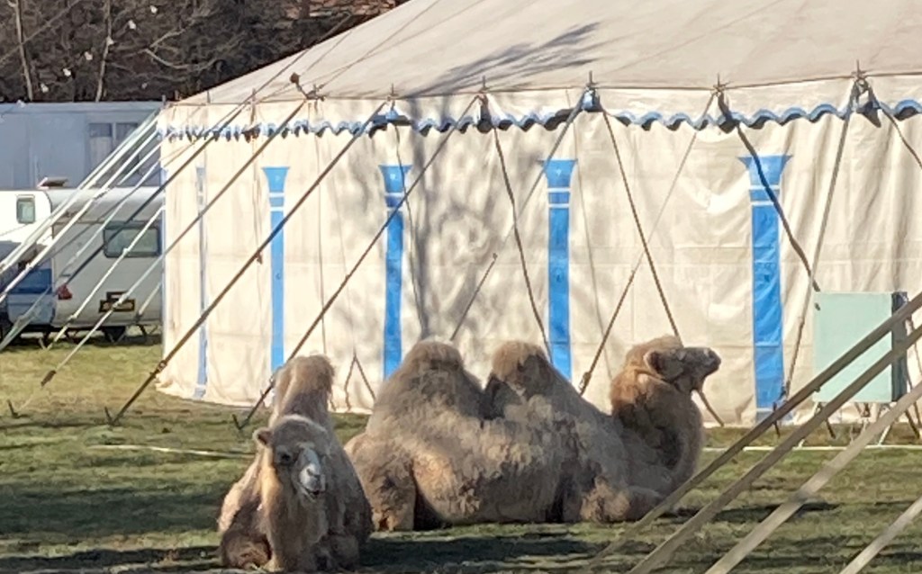 Se vai all’ufficio postale e incontri tre dromedari