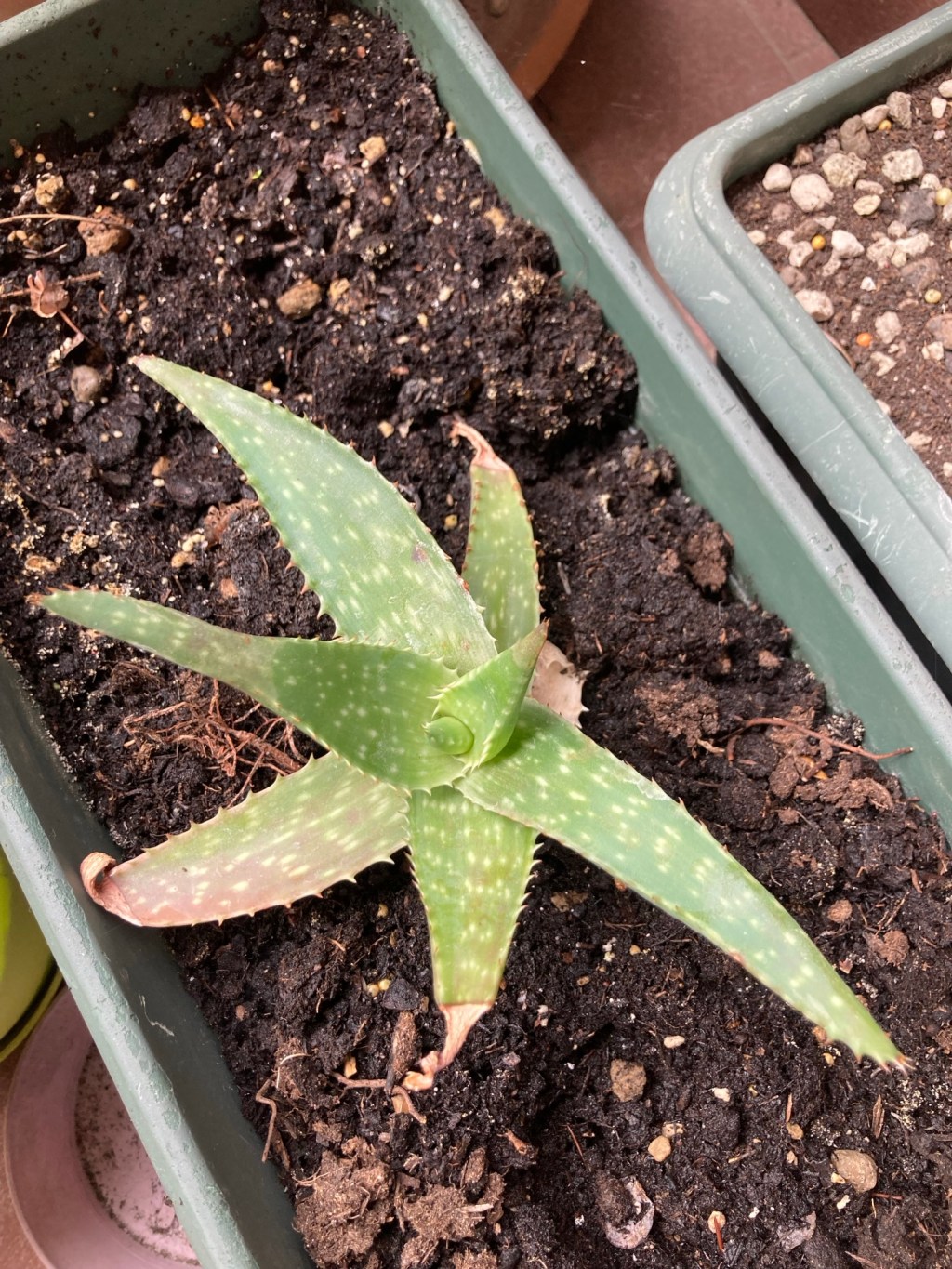 Di piante, cose belle, rimandi e forse&nbsp;pretese