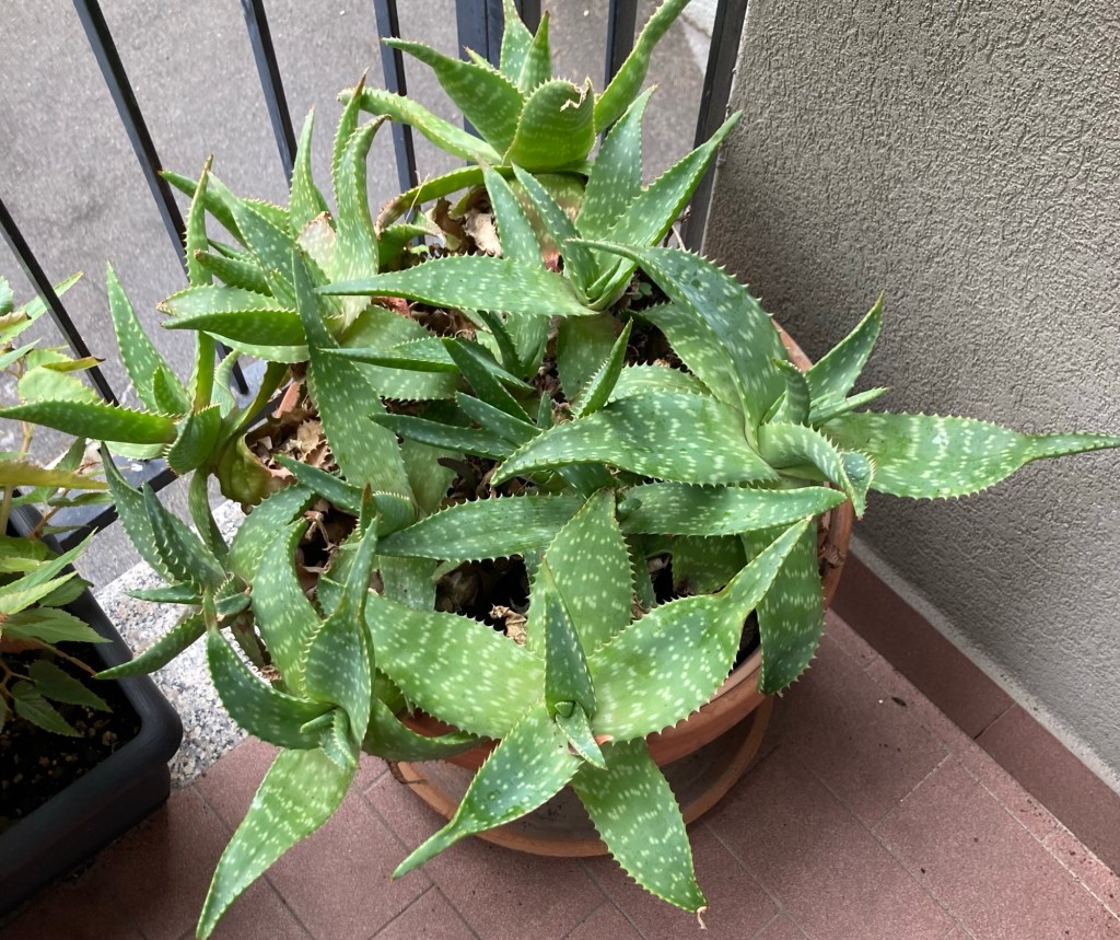 Impressioni di settembre