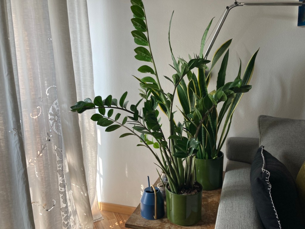 Eh no, le mie piante non sentono la mia mancanza