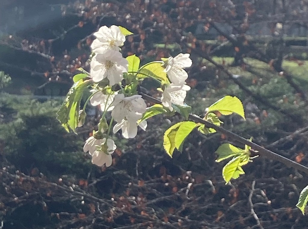 Gli uccellini nel&nbsp;vento